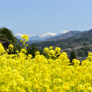 南木曽町の風景（菜の花畑）