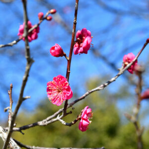 梅の花